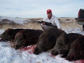 A hunter looks over dead wild boars in a handout photo. A researcher at the University of Saskatchewan has set up cameras to survey wild boar and come up with solutions to curb what he expects will soon be an exploding population in the Prairies. THE CANADIAN PRESS/HO-University of Saskatchewan ORG XMIT: CPT103