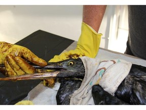 Covered in oil, birds rescued from the North Saskatchewan River are cleaned off at the Lend A Paw shelter in Maidstone, Sask.