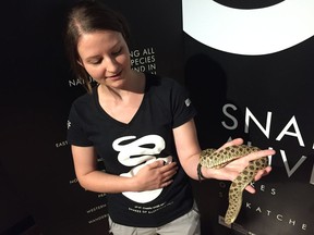 Danae Frier holds Buttercup, a western hognose snake. Buttercup is part of the Snakes Alive exhibit that is currently on at the Royal Saskatchewan Museum. On Saturday, the museum hosted activities in honour of World Snake Day. ASHLEY ROBINSON