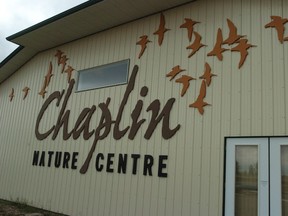 The town of Chaplin has turned into a tourist attraction the shorebirds that come through the area.