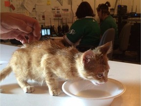 Jamboree the kitten is doing well at TM'z Vet Clinic.