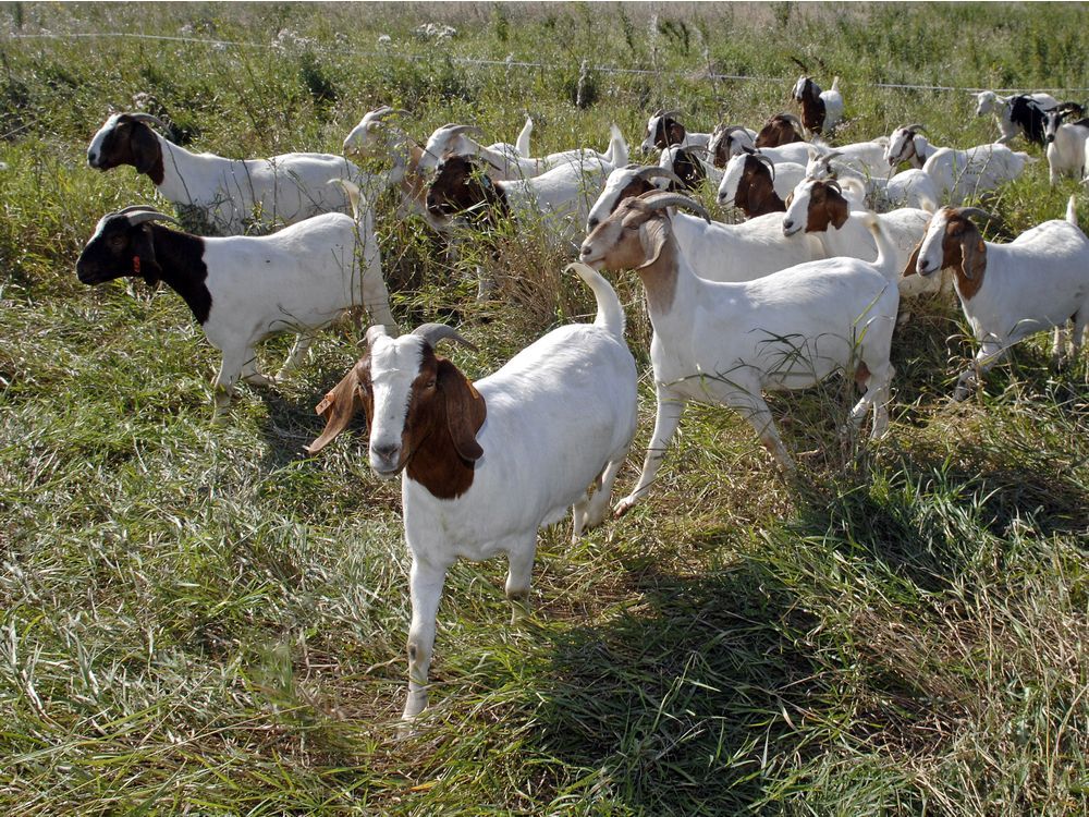 Goat production in Saskatchewan presents opportunities, challenges