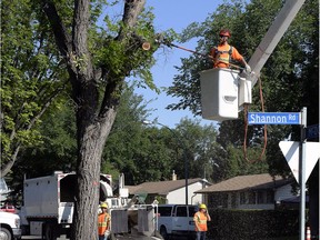 The city removes a tree infected with Dutch elm disease on Shannon Road in Regina on July 14, 2015.