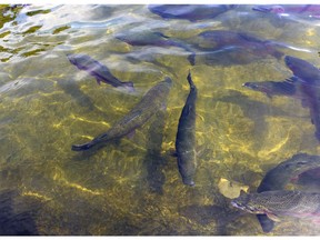 Free fishing weekend will allow Saskatchewan residents the opportunity to catch fish such as the ones featured above.