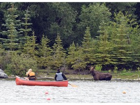 A young bull moose stares at canoers on the shores of Spruce Island on Wascana Lake in Regina.