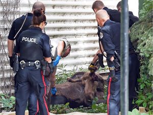 An errant young bull moose ended up in some trees and shrubs beside a CBC parking lot and was eventually tranquilized by conservation officers and carefully transported by a flatbed tow truck out of Regina. Police blocked off Broad Street for a time in case the moose bolted after being darted but it stayed calm the whole time.