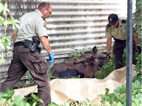 A errant young bull moose ended up in some trees and shrubs beside a CBC parking lot and was eventually tranquilized by conservation officers and carefully transported by a flatbed tow truck out of Regina. Police blocked off Broad Street for a time in case the moose bolted after being darted but it stayed calm the whole time.