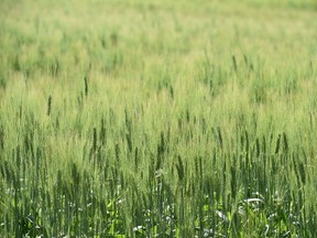 A wheat field ripens west of Regina.