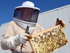 Journalism school instructor Robin Lawless cares for Italian and Russian honey bees on the rooftop of the University of Regina Classroom Building.