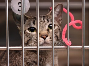 A Regina Humane Society kitten that was part of May's adoption blitz