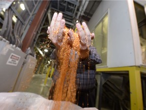 Murad Al-Katib, president and CEO of AGT Foods, lets red lentils fall through his hands at AGT's Regina plant. Food products, like AGT's processed lentils, helped boost  Saskatchewan manufacturing sales in May.