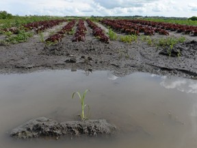 Still water gathers at the end of a row crop near Lumsden on July 14, 2016.