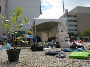 A tree in a pot sits among bags, cushions and other items being packed-up at the Colonialism No More camp on Albert St. in Regina, Sask. on Sunday Aug. 21, 2016. The group decided to take down the camp over the weekend. The tree was donated to the group mid-way through their process; organizers said it grew about a foot.