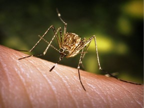 The number of Culex tarsalis mosquitoes has risen sharply in southern Saskatchewan.