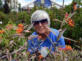 Susan Luhning from Dutch Growers looks through a milkweed plant. Milkweed is an important plant for the endangered monarch butterfly.