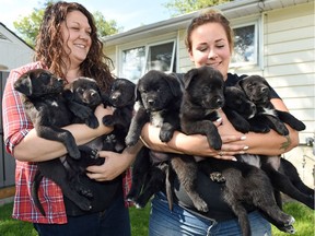 CC RezQs volunteers Steph Senger (left) and Cady Shaw with seven Newfoundland cross puppies. The local dog rescue has announced an intake freeze as it does not have enough foster homes.