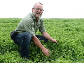Lee Moats stands in his crop of small red lentils on his farm near Riceton recently. TROY FLEECE / Regina Leader-Post