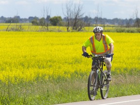 A passing cyclist adds to the colour of a Saskatchewan canola field.