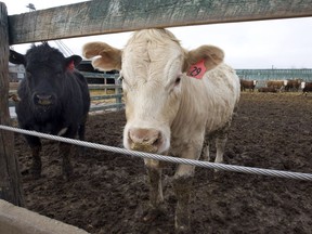 Beef prices are starting to level off after record highs.