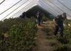 Police at the scene of a marijuana grow-op in the File Hills First Nations area.