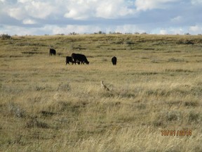 Cattle graze in a field in Saskatchewan.