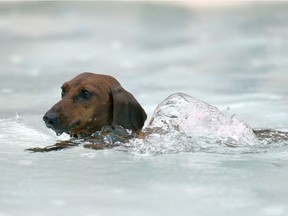 Bean, a mini-Dachshund, enjoys a dog swim at Regent Pool in Regina, Sask. on Monday Sept. 5, 2016. MICHAEL BELL