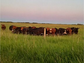 Cattle at Farmland Legacies' property in Wynyard, Sask.