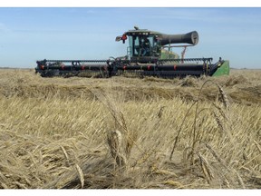 Jim Davidson wraps up swathing a field of durum wheat on a field owned by Reed Anderson north of Regina on Thursday morning.