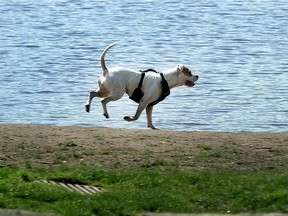 Some dog owners fail to clean up after their pets foul sidewalks and parks in Regina.