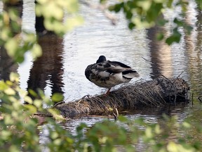 Wetland support a wide variety of wildlife and keep carbon out of the atmosphere.