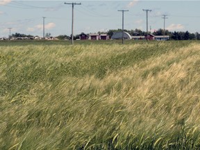 A crop starts to ripen north of Regina on July 30, 2015.