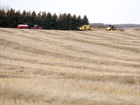 A swathed field NE of Regina.