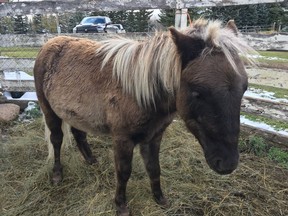 Scuba Steve, a 1 1/2-year-old miniature colt stud, will be one of the horses working with clients as part of a pilot program intended to help first responders suffering with PTSD. Photo courtesy of Amy Roberts