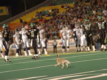 A Rabbit took to Taylor Field and put the CFL action on hold temporarily in Regina Friday night.