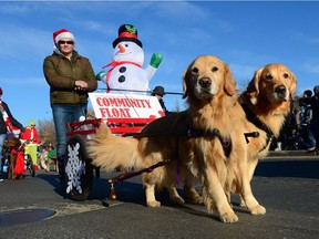 A couple of dog are walked at the Santa Claus Parade held on South Albert St. in Regina, Sask. on Sunday Nov. 20, 2016.