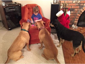 Dennis Mazur's three dogs play with a friend's child, Anna Toth. One is a pit bull rottweiler cross and the other two are pit bulls. Mazur has lived in Craven, Sask. for two and half years and on Tuesday he received word that there has been a pit bull and rottweiler ban in place in the village since 2003 and he will have to get rid of his dogs. SUBMITTED BY DENNIS MAZUR