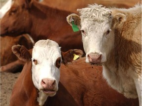 Cattle at a feedlot just east of Calgary. Canadian Food Inspection Agency confirmed that a single case of bovine TB was detected in a Alberta cow  at a U.S. slaughterhouse in September.