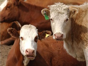 The federal government says it will compensate cattle ranchers impacted by the bovine tuberculosis quarantine in Western Canada — financial help the Opposition says can't come soon enough.
