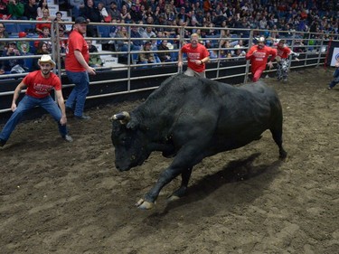 Men flee from stampeding bulls during Running with the Bulls at Abribition at the Brandt Centre in Regina, Sask. on Saturday Nov. 26, 2016.