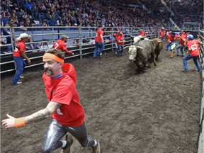 Men flee from stampeding bulls during Running with the Bulls at Abribition at the Brandt Centre in Regina, Sask. on Saturday Nov. 26, 2016.