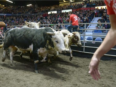 Men flee from stampeding bulls during Running with the Bulls at Abribition at the Brandt Centre in Regina, Sask. on Saturday Nov. 26, 2016.