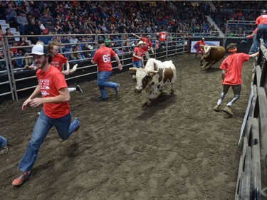 Men flee from stampeding bulls during Running with the Bulls at Abribition at the Brandt Centre in Regina, Sask. on Saturday Nov. 26, 2016.