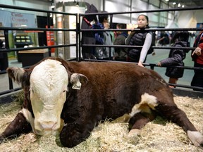 Gabby Pratt, a grade 6 student from Chief Paskwa School, pets a Hereford bull in the Indigenous Pavilion at Canadian Western Agribition in Regina.