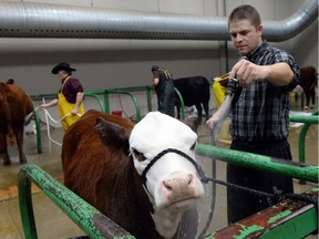 Jeremy Brooks from Alameda washes a polled hereford heifer at the Canadian Western Agribition in Regina on Nov 25, 2014.