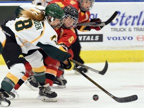 Bailey Braden (left) of the University of Regina Cougars fights for the puck with Megan Grenon of the University of Calgary Dinos during Canada West women's hockey action Friday at the Co-operators Centre.