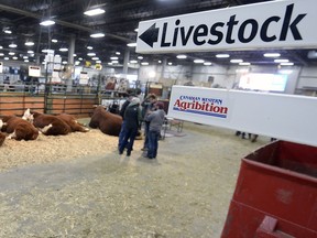 Agribition which is recognized as Canada's premier agriculture showcase and the best, if not the biggest, beef show in North America kicked off Monday in Regina.