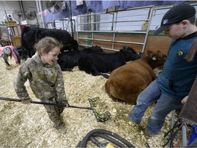 Eleven year old Sydney McCormick (left) of Grenfell, ten year old Hailey Sibbald of Beechy  and 9 year old Darby McCormick of Grenfell team up to keep the cattle stalls clear of manure.