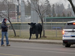 An Angus bull decided to take a stroll through the streets of the city after getting away from Agribition Tuesday morning. The Bovine made its way west on Dewdney Avenue before being wrangled at the corner of Dewdney and Grey Street about an hour later.