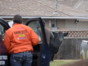 REGINA,Sk: NOVEMBER18, 2016 --An Angus bull decided to take a stroll through the streets of the city after getting away from Agrimation Tuesday morning. The Bovine made its way west on Dewdney Avenue before being wrangled at the corner of Dewdney and Grey St. about an hour later. BRYAN SCHLOSSER/Regina Leader Post