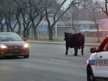 REGINA,Sk: NOVEMBER18, 2016 --An Angus bull decided to take a stroll through the streets of the city after getting away from Agrimation Tuesday morning. The Bovine made its way west on Dewdney Avenue before being wrangled at the corner of Dewdney and Grey St. about an hour later. BRYAN SCHLOSSER/Regina Leader Post